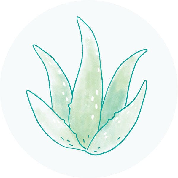 Aloe Leaf Extract