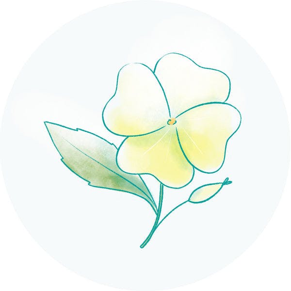 Evening Primrose Oil