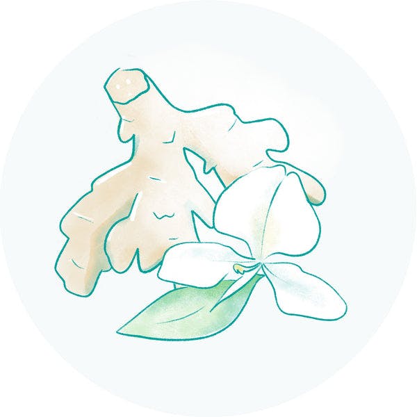 Hawaiian White Ginger Extract