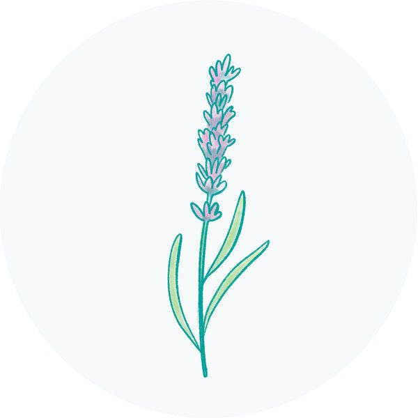 Lavender Oil