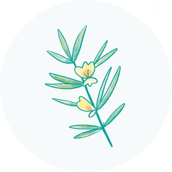 Rooibos Leaf Extract