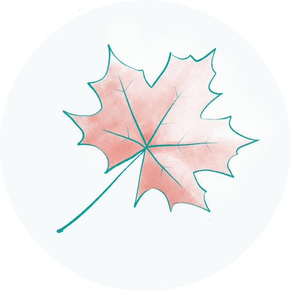 Sugar Maple Extract