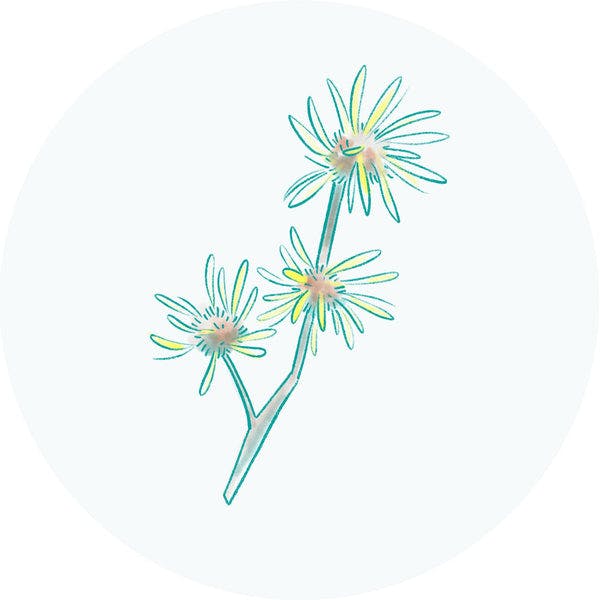 Witch Hazel Water